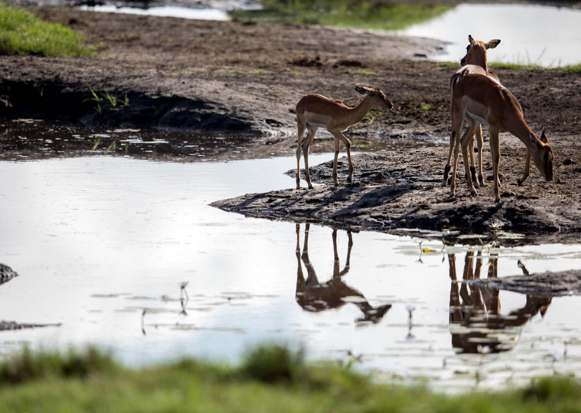 Royal Thonga Safari Lodge Sihangwane Eksteriør bilde