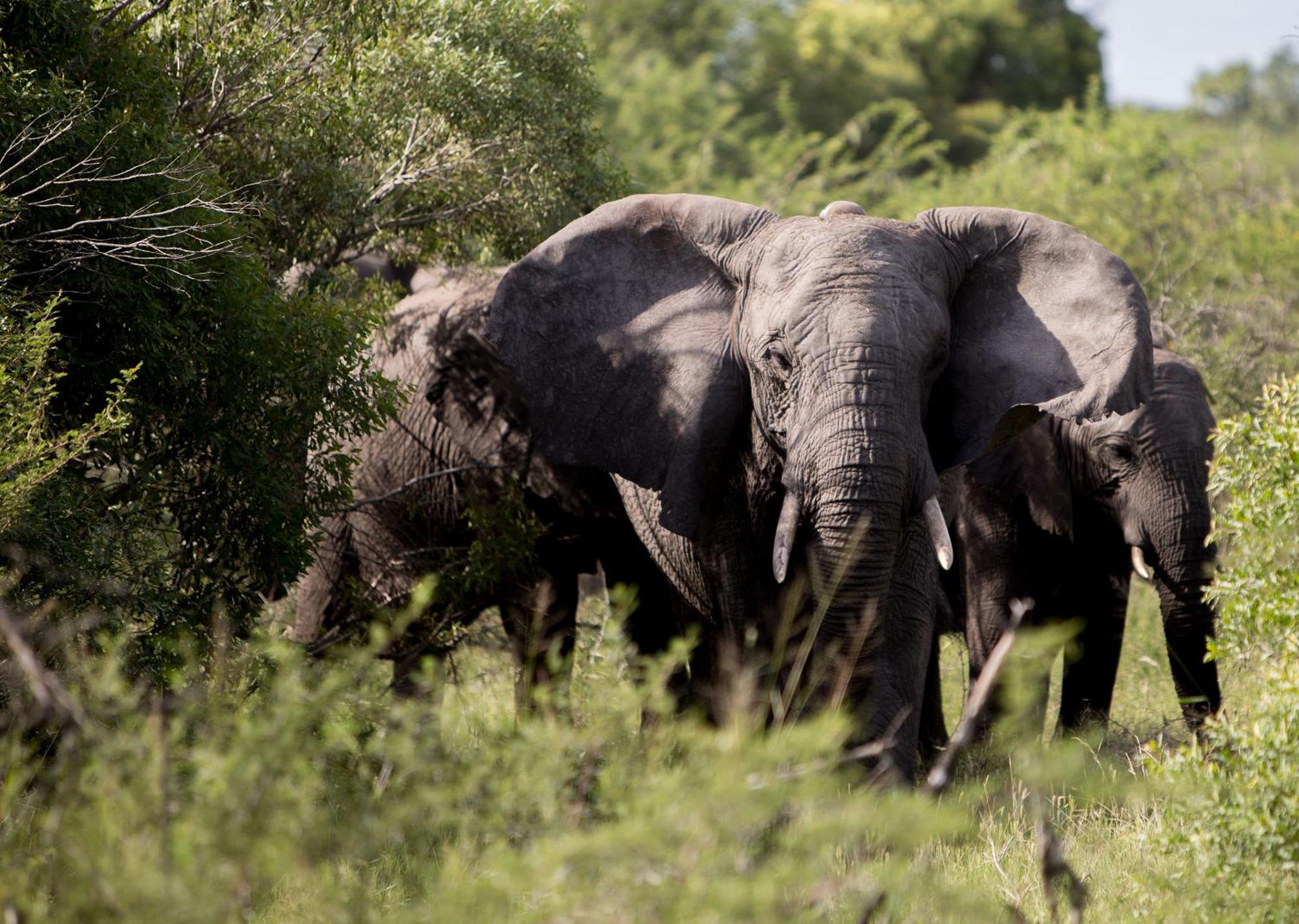 Royal Thonga Safari Lodge Sihangwane Eksteriør bilde