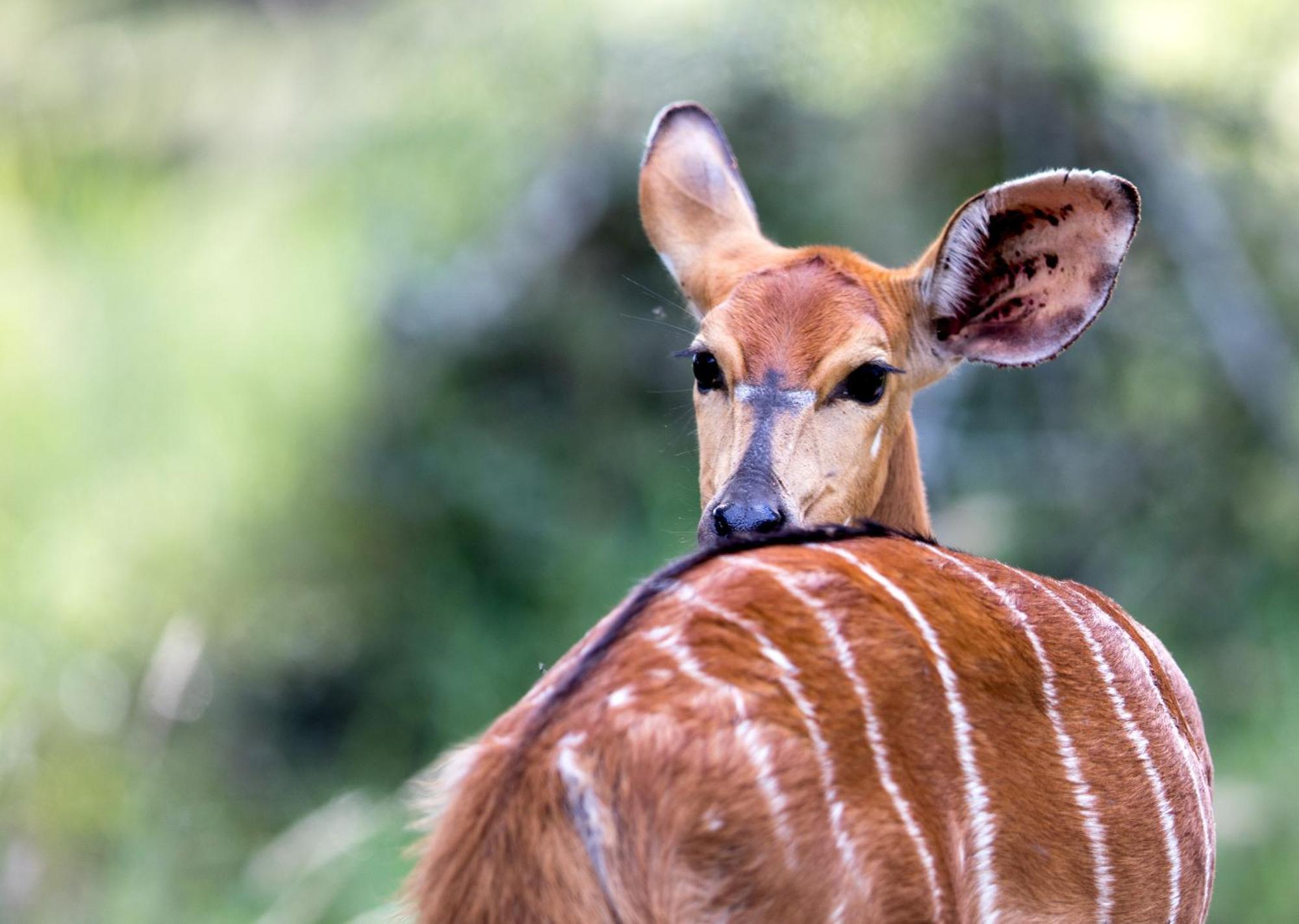 Royal Thonga Safari Lodge Sihangwane Eksteriør bilde
