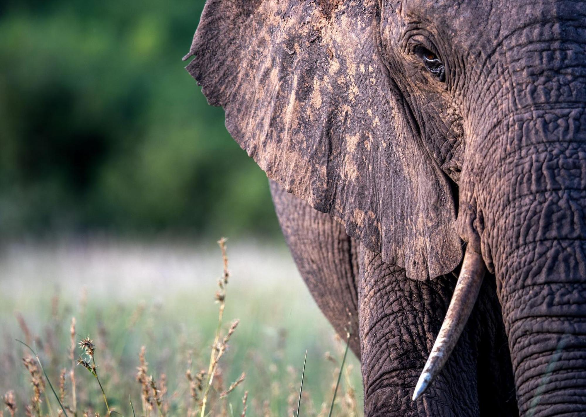 Royal Thonga Safari Lodge Sihangwane Eksteriør bilde