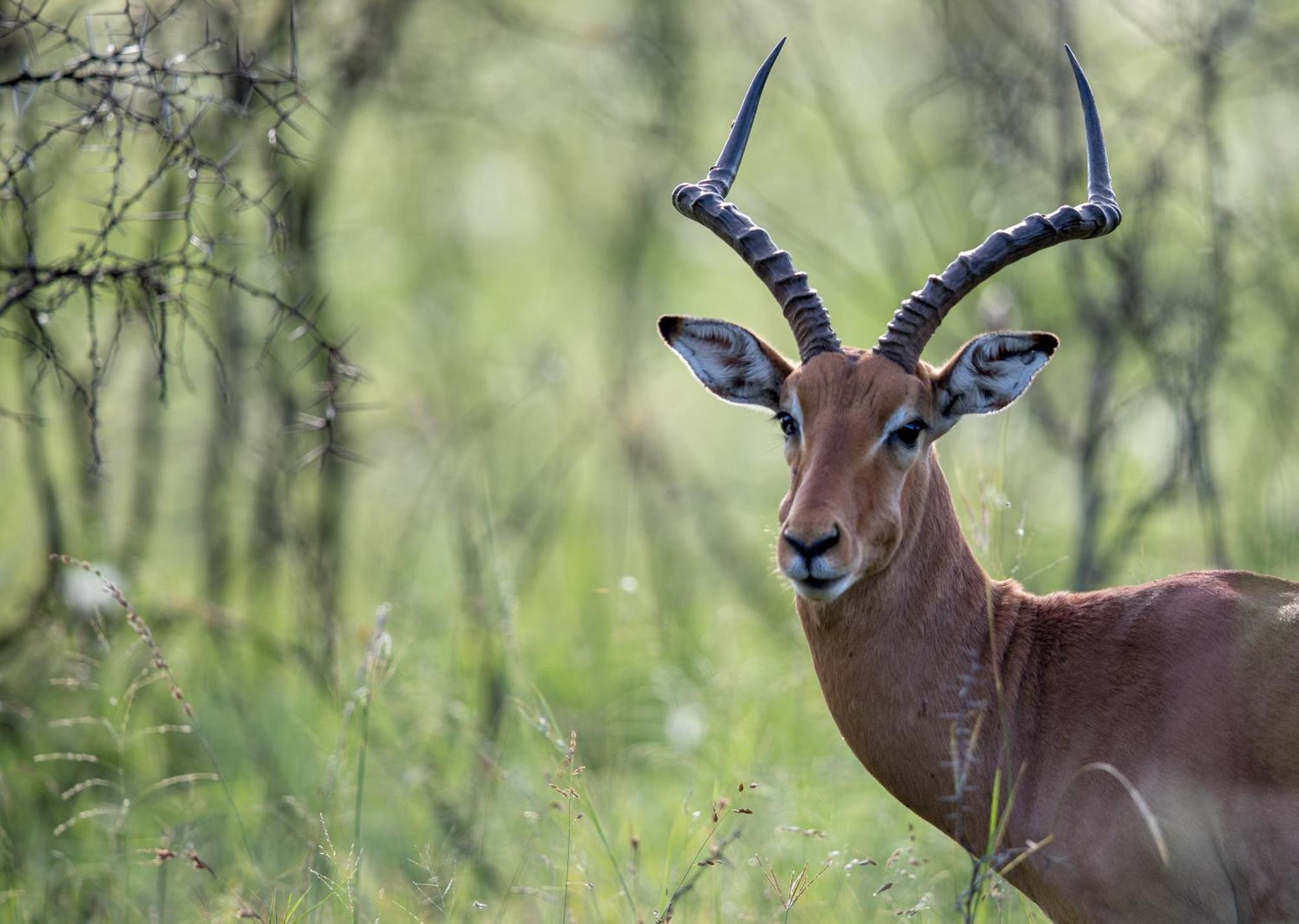 Royal Thonga Safari Lodge Sihangwane Eksteriør bilde
