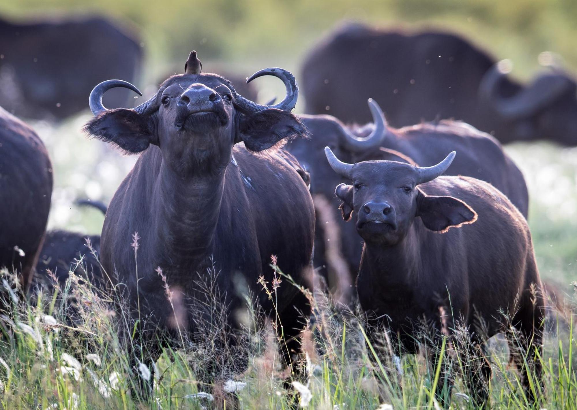 Royal Thonga Safari Lodge Sihangwane Eksteriør bilde