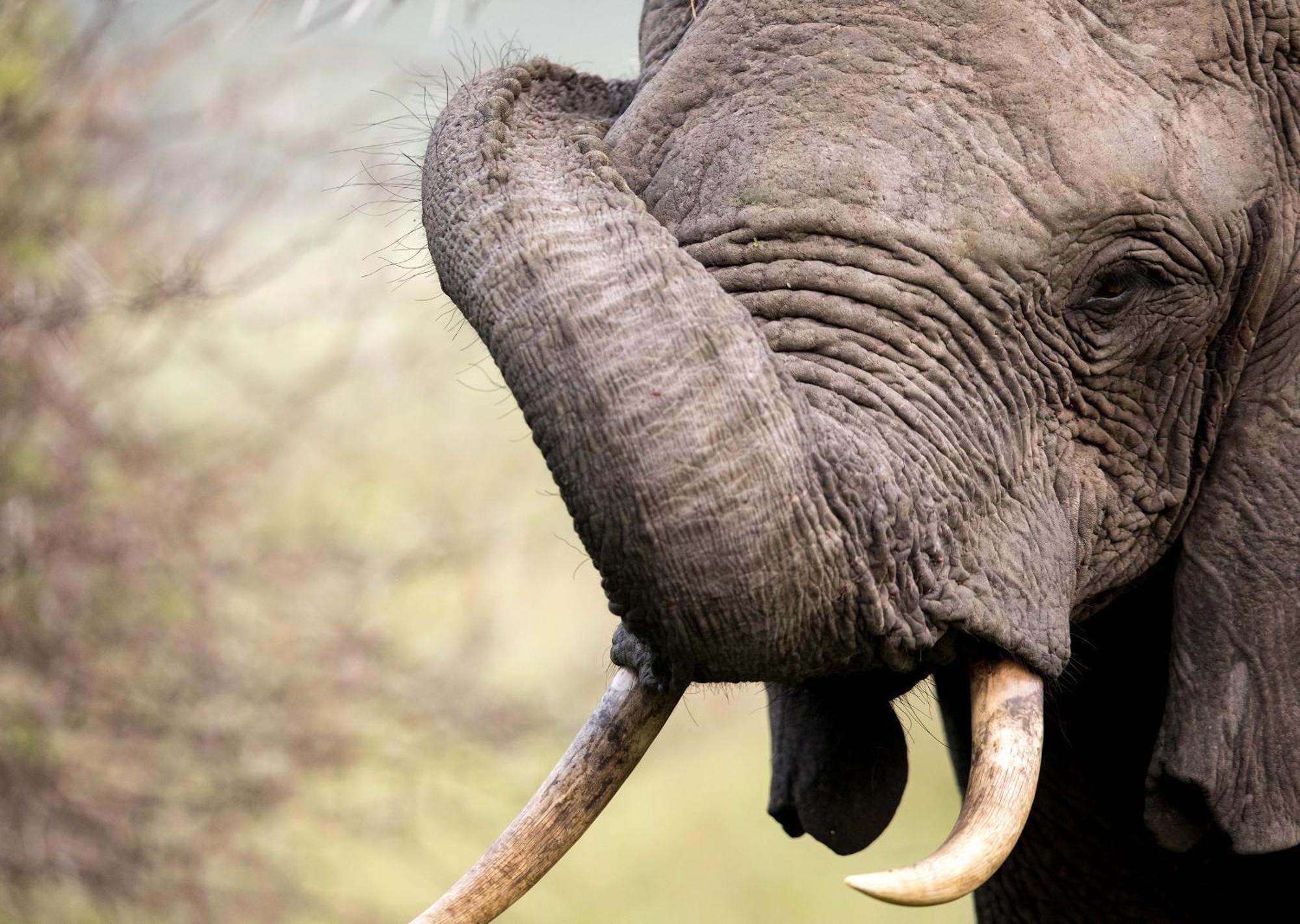 Royal Thonga Safari Lodge Sihangwane Eksteriør bilde