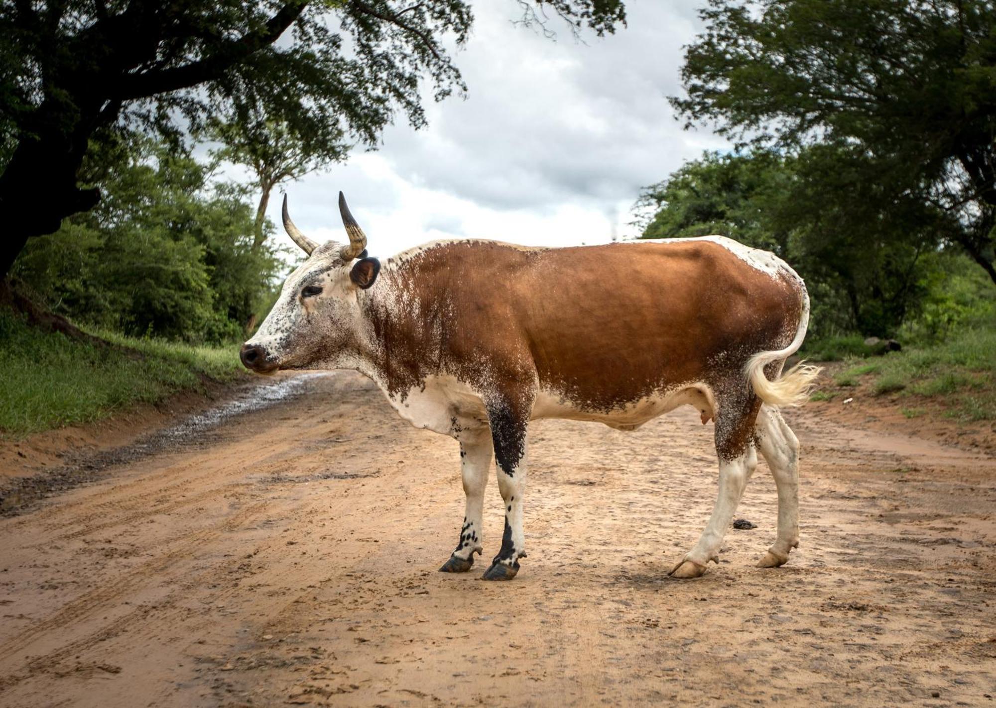 Royal Thonga Safari Lodge Sihangwane Eksteriør bilde