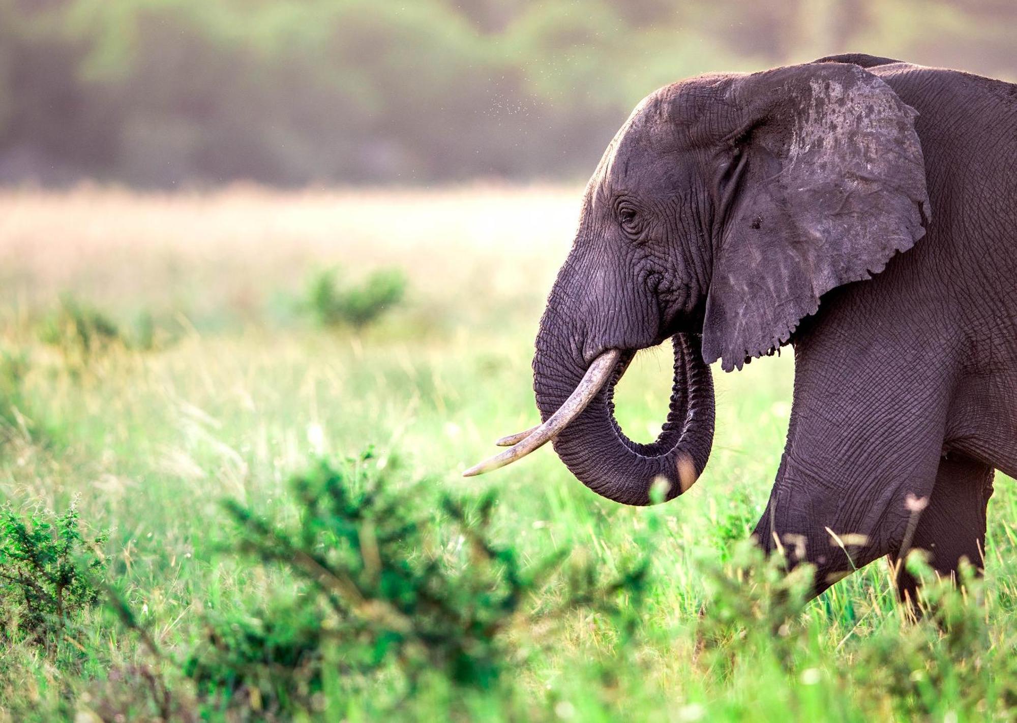 Royal Thonga Safari Lodge Sihangwane Eksteriør bilde