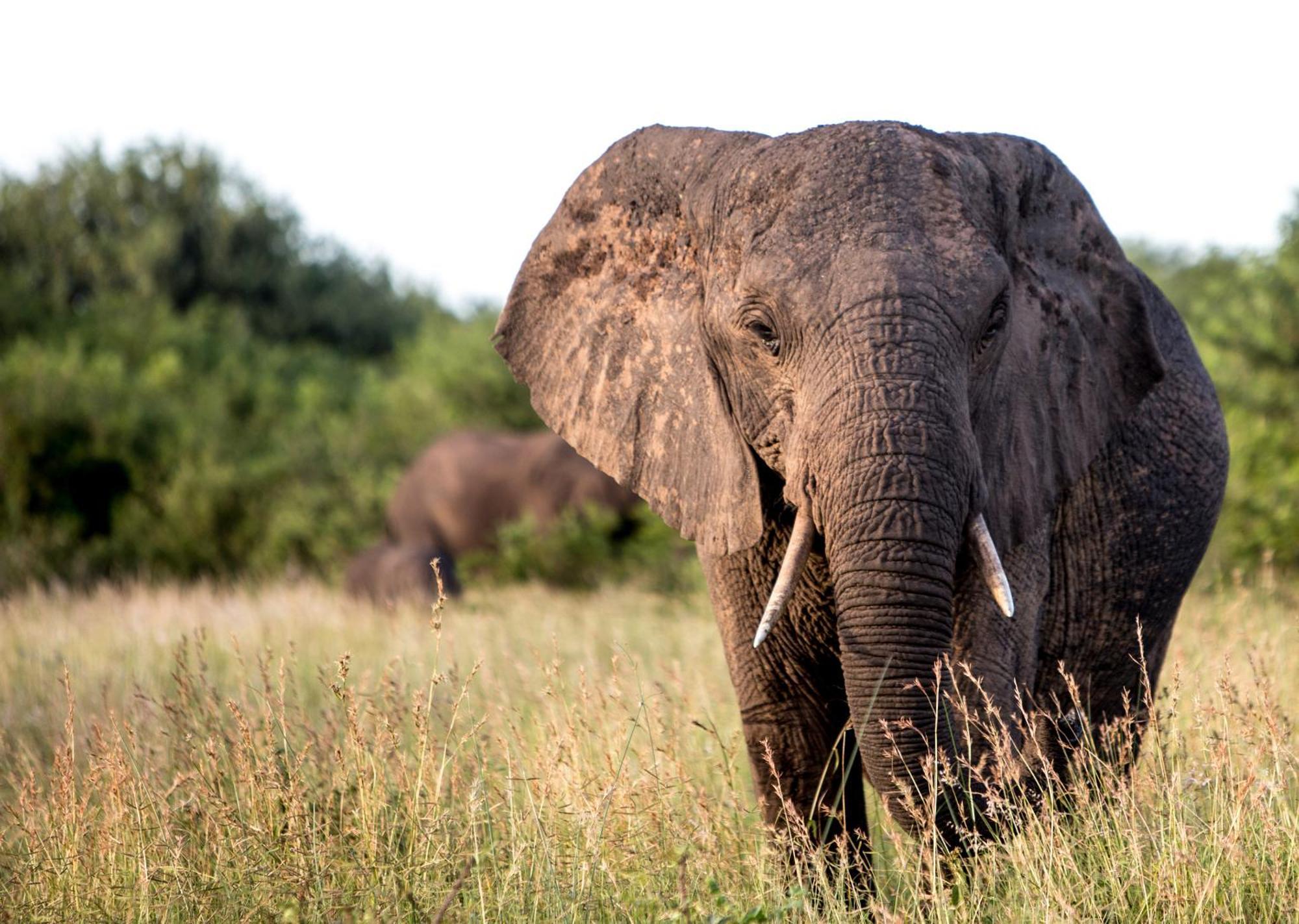 Royal Thonga Safari Lodge Sihangwane Eksteriør bilde