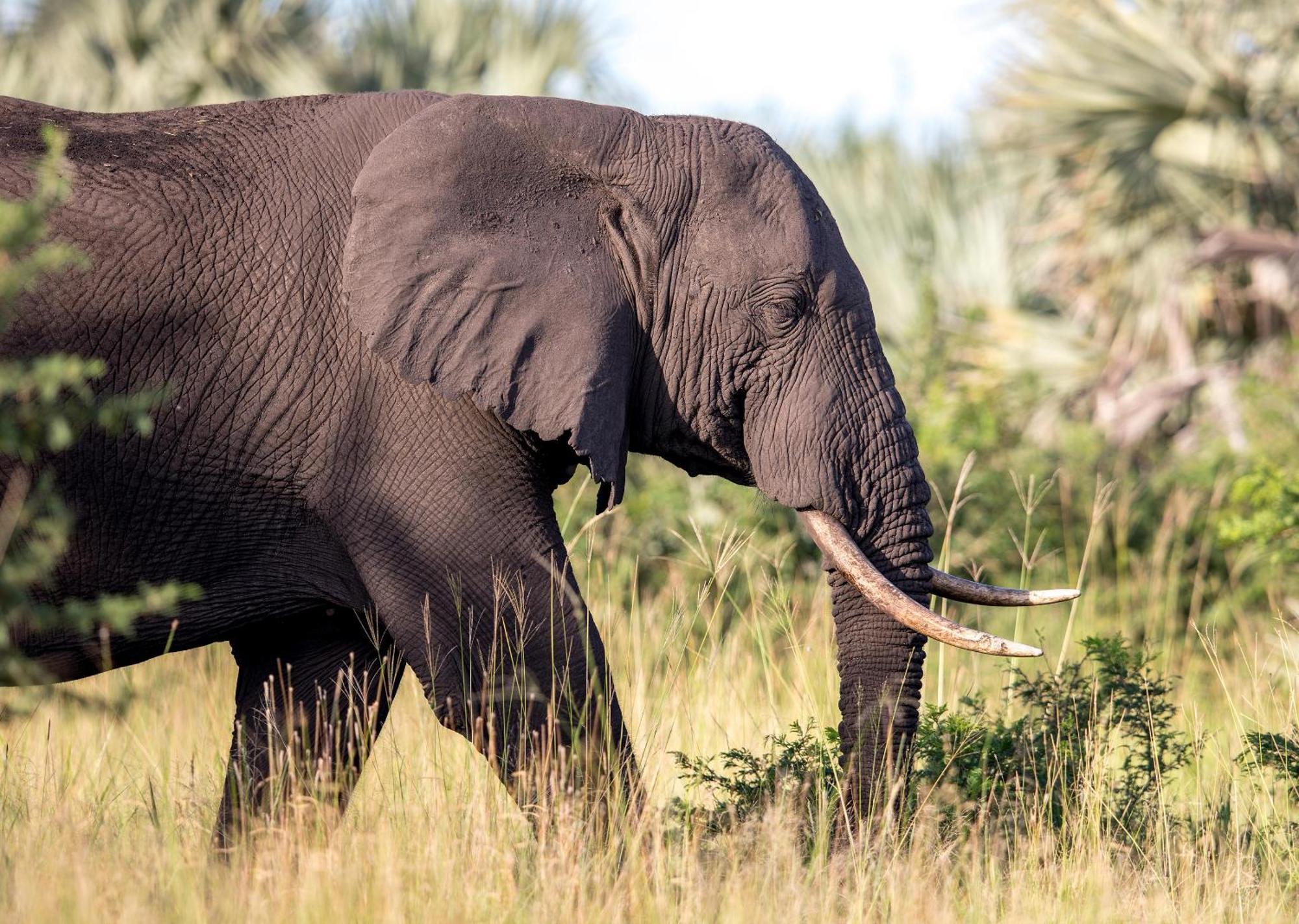 Royal Thonga Safari Lodge Sihangwane Eksteriør bilde