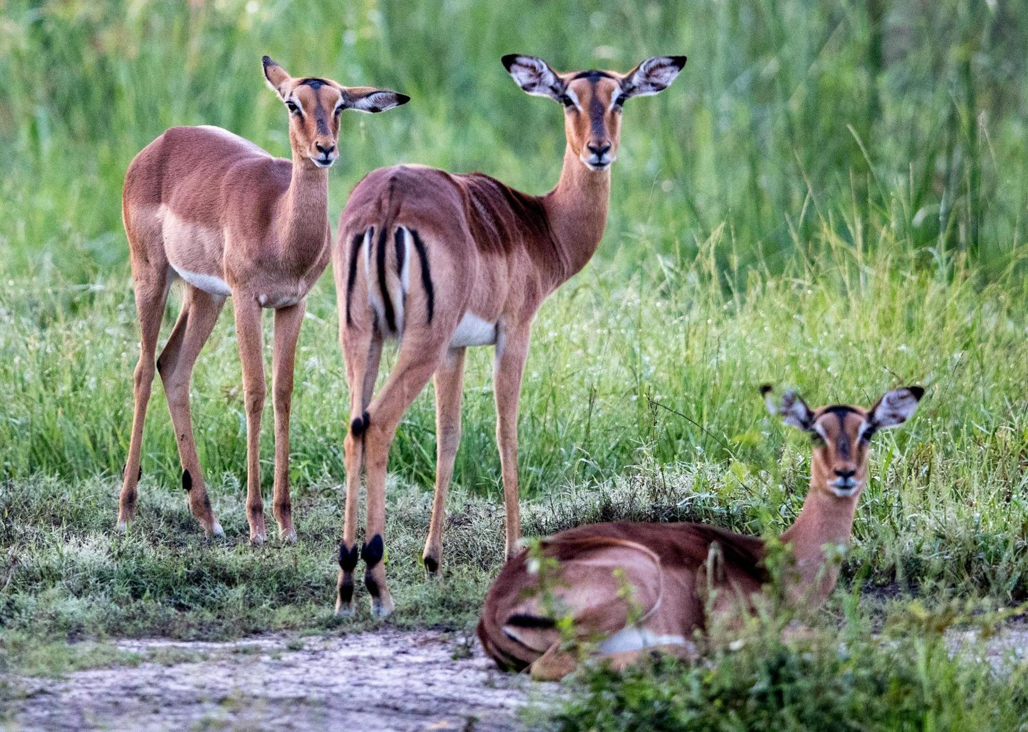Royal Thonga Safari Lodge Sihangwane Eksteriør bilde